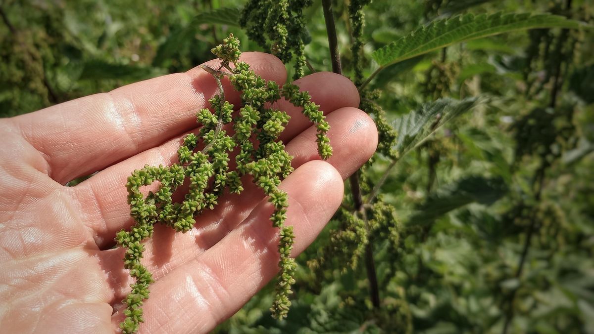 Collecting seeds from female nettles, as they are the largest, thickest and most abundant